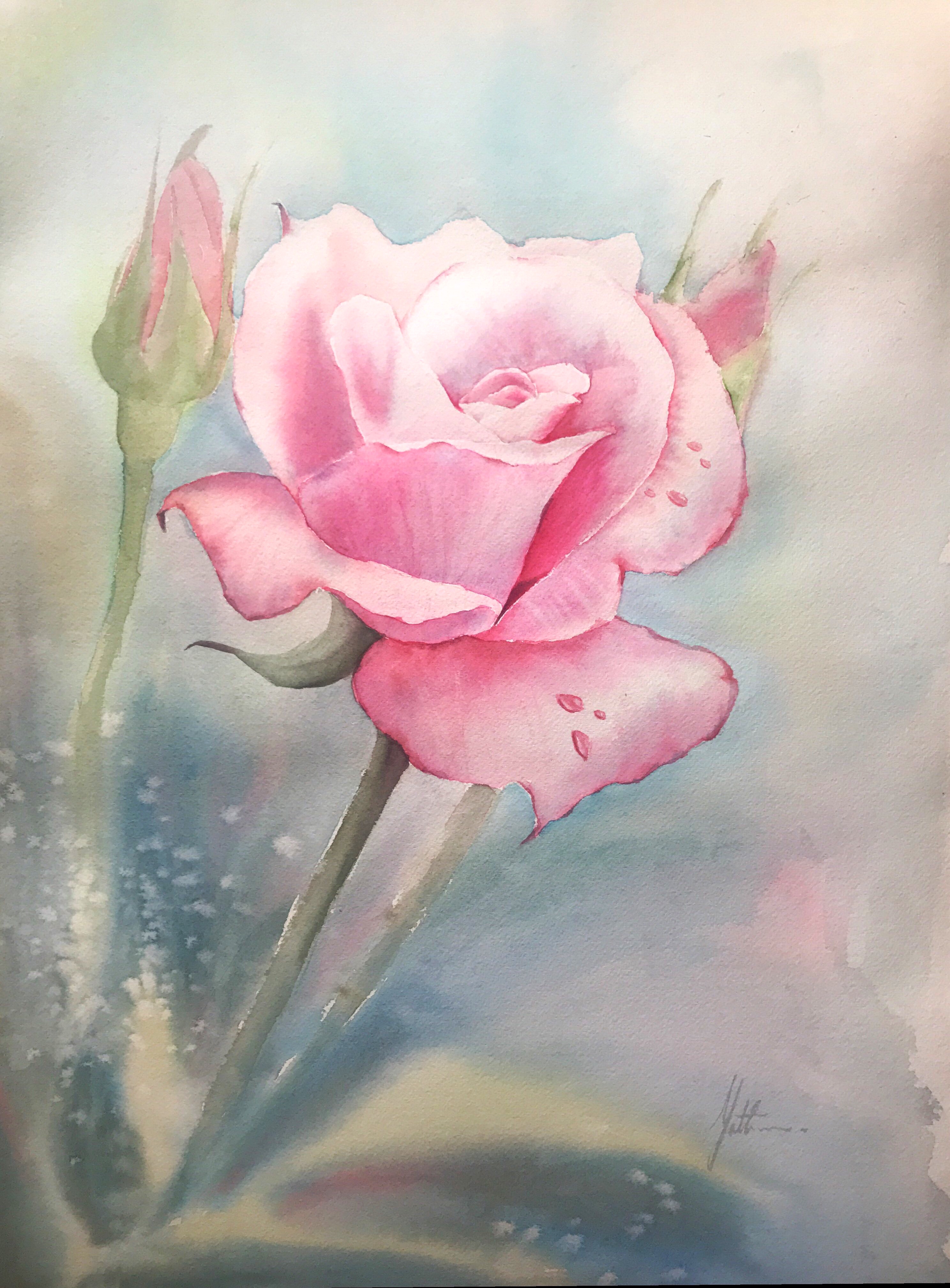 Morning Rose