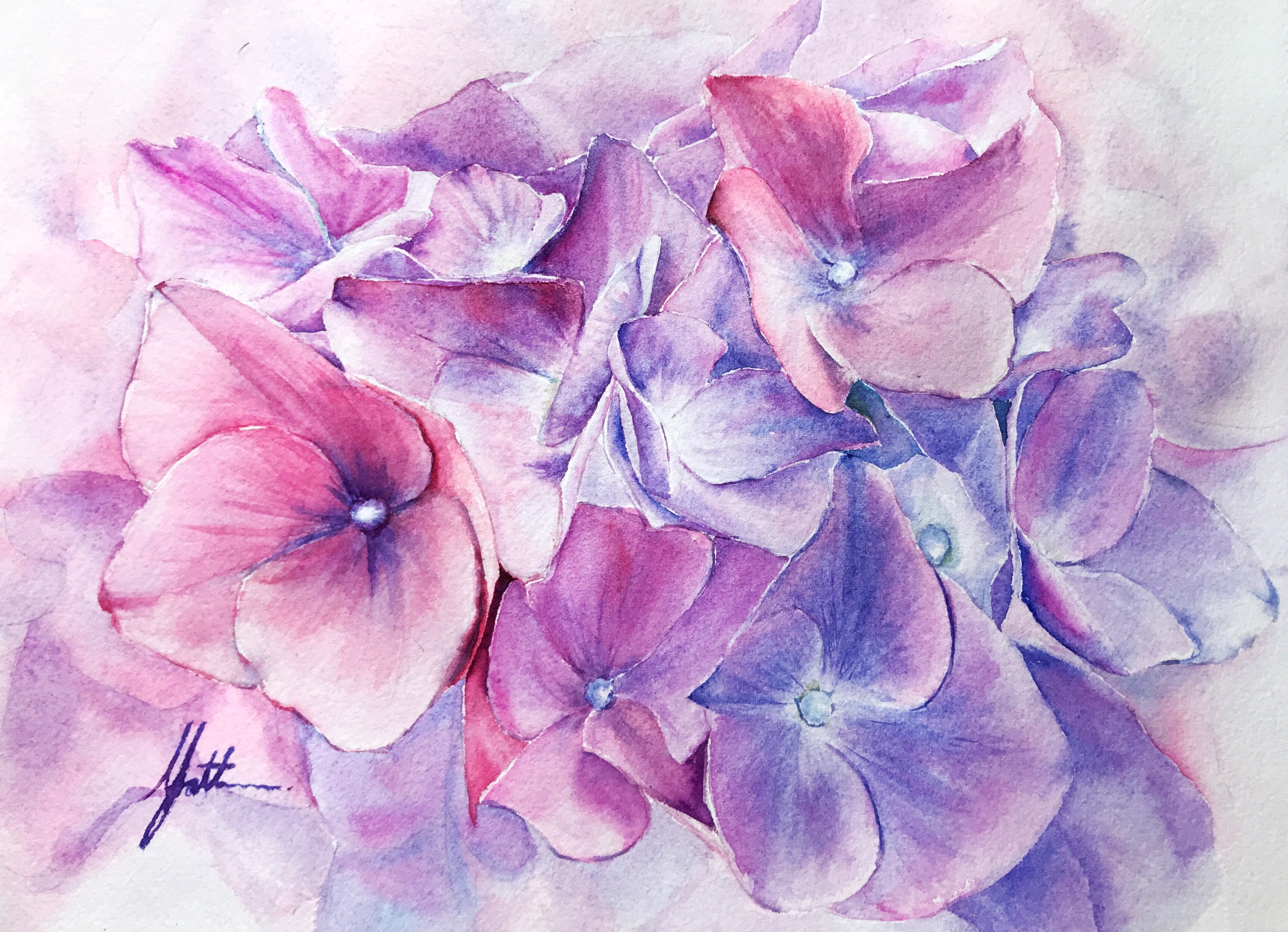 Murmur of Hydrangea -- The Opera