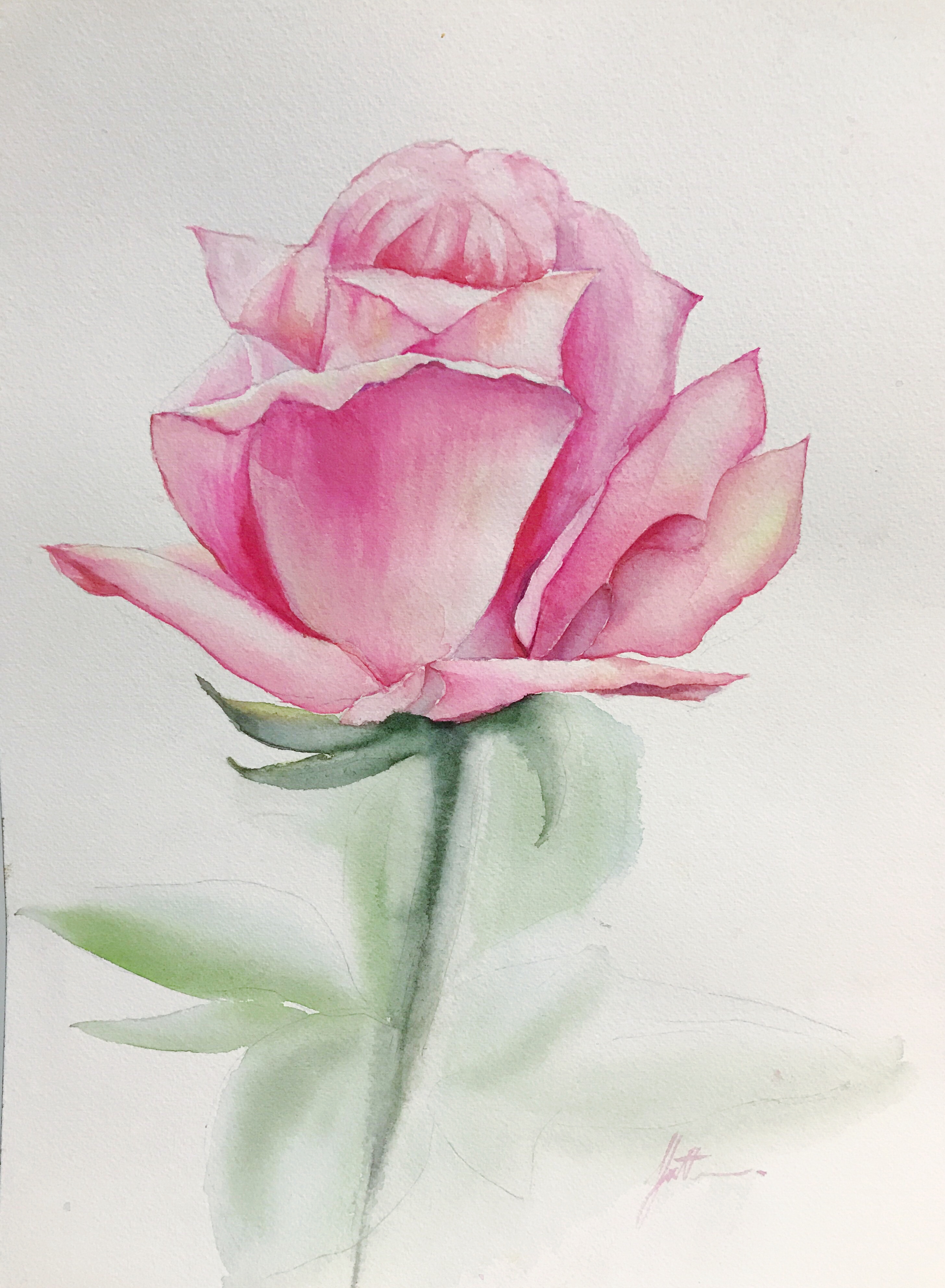 Rose Portrait