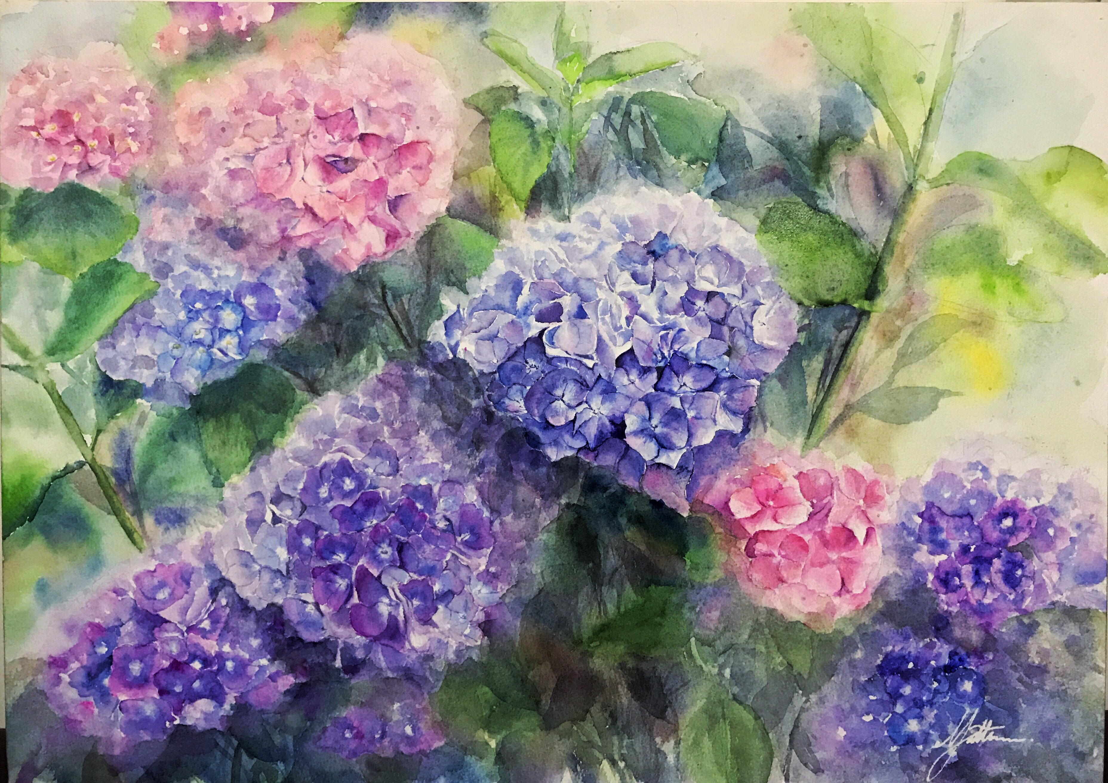 Hydrangea in Mist