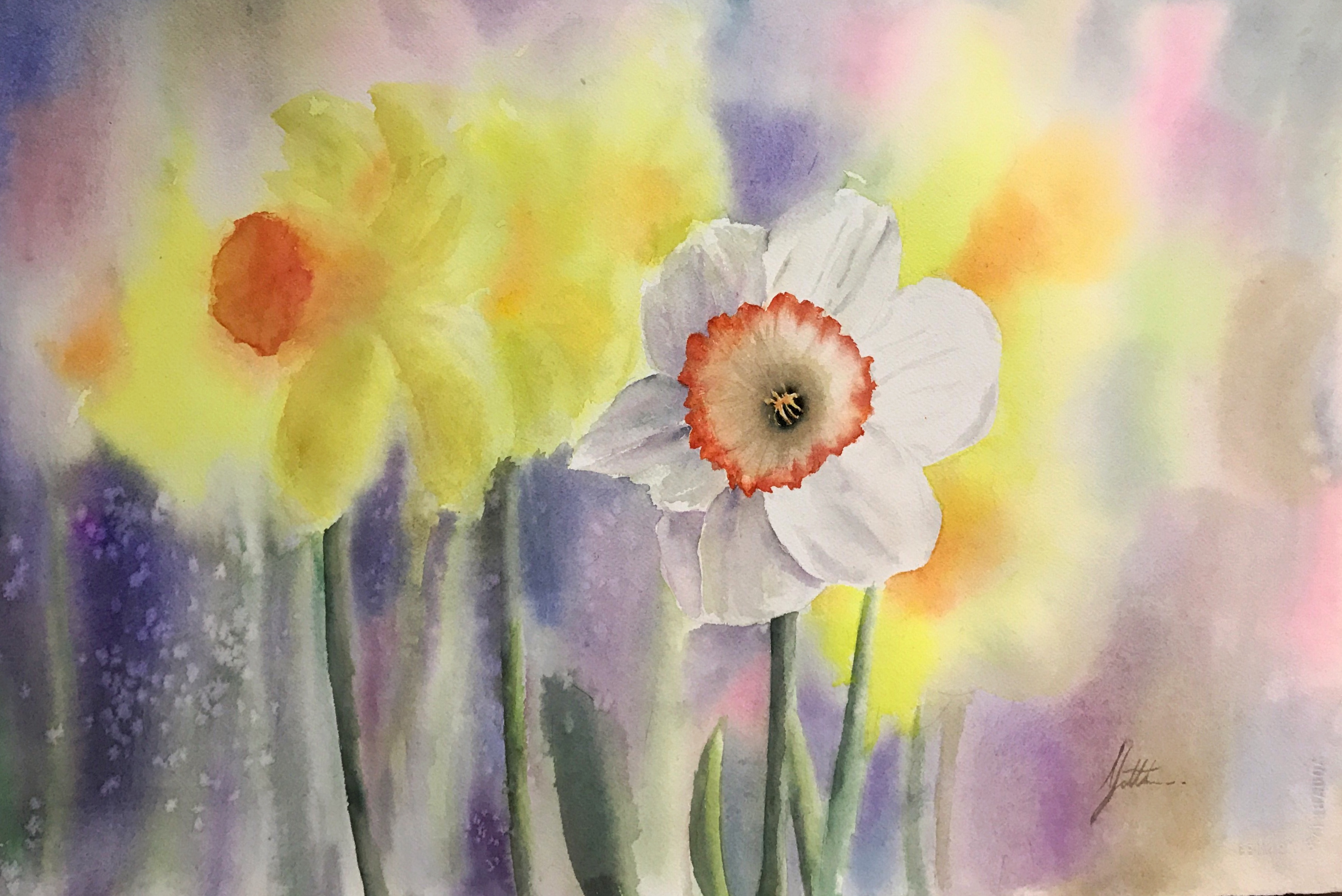 The Daffodil