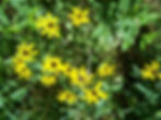 Wild Flowers