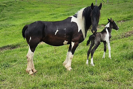 Barock Pinto Friesian
