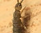 Springtail.jpg