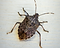 stink bug.png