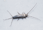 Silverfish