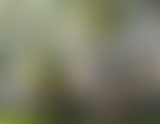 Чарльз и Рэй Имс: дизайнеры, создавшие курс модернизма