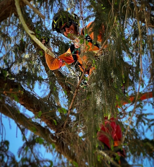 Hazardous tree removal in Asheville, North Carolina