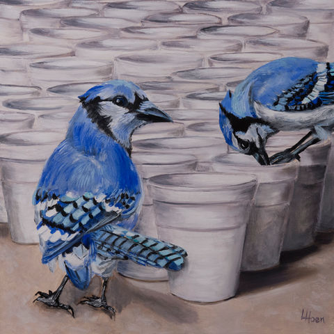 Blue Jays look into styrofoam cups that have been left on a table.