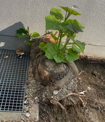 Wurzeltoni aus Graz fräst auch Wurzelstöcke neben einer Mauern - Lichtschacht