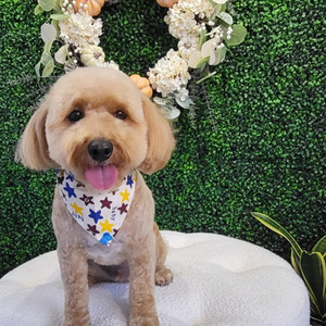 Doodle Doodle Grooming Salon | dog groomer | 6 West Middle Lane ...