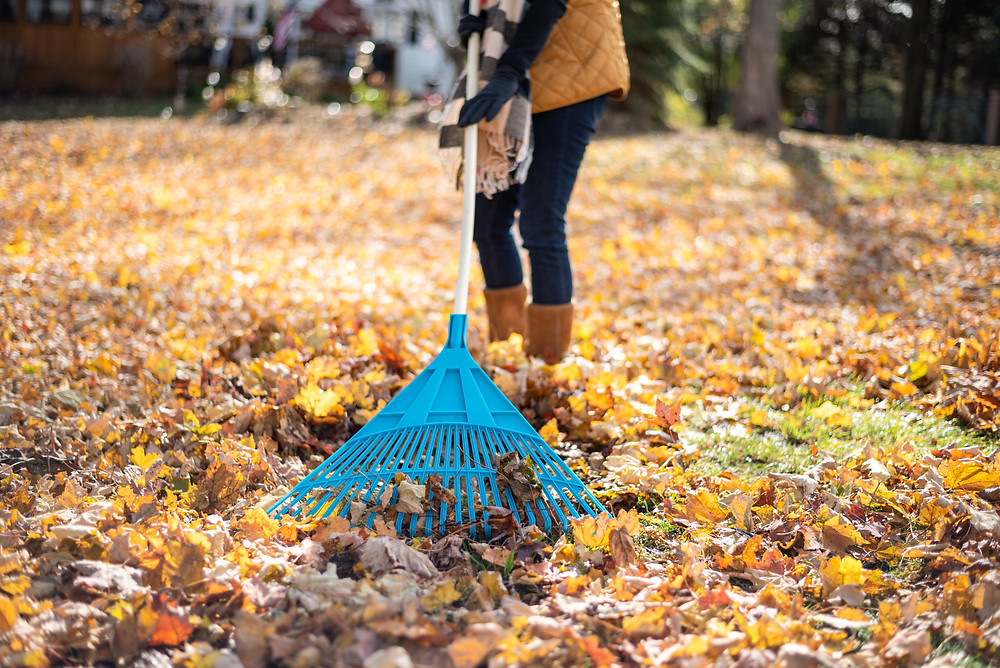 woman raking the fallen leaves