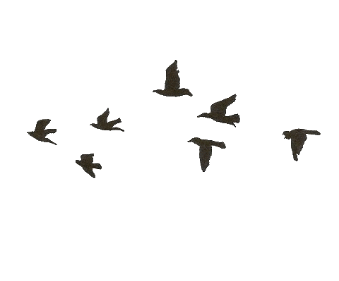 giphy.gif