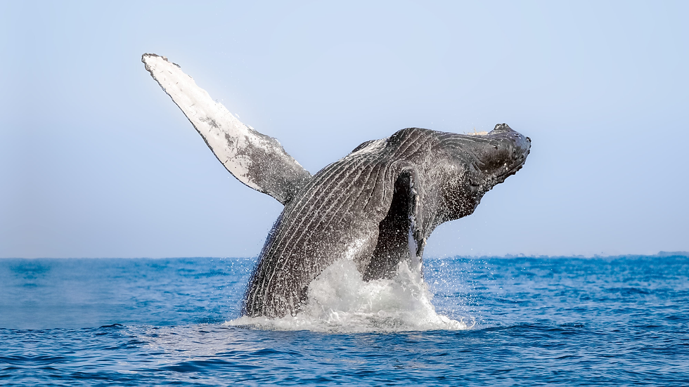Humpback whale breaching out of the blue water of Banderas Bay during whale watching season in Puerto Vallarta