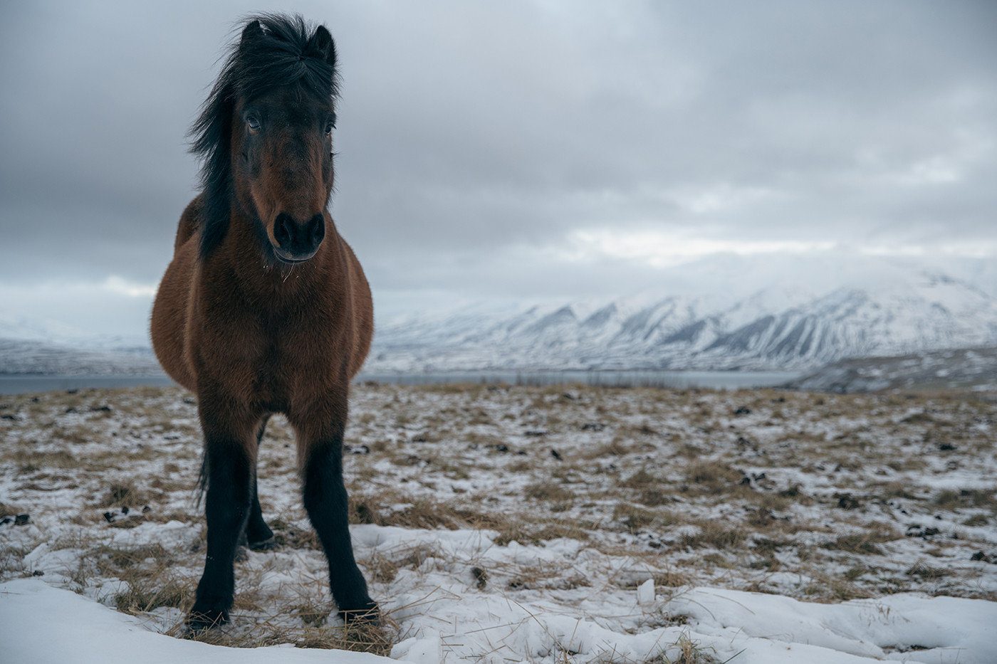 Islandia
