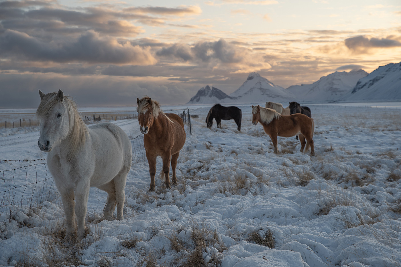 Islandia