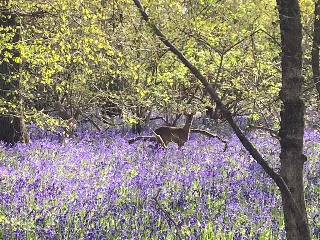 Deer bluebells.png