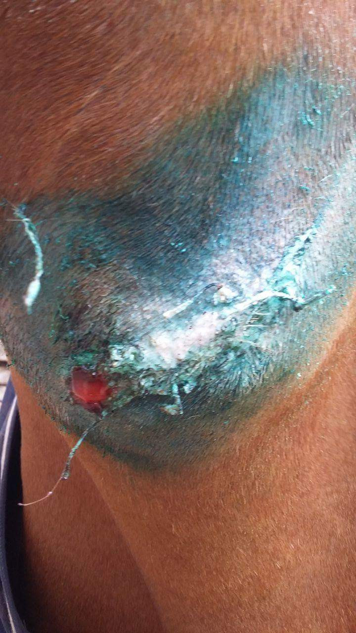 Suintement du pue de la blessure infectée