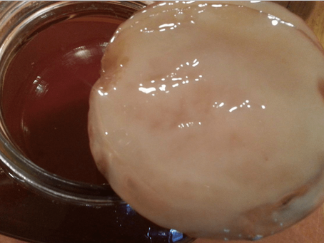 Is Kombucha a Mushroom?