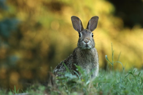 Cotton Tail