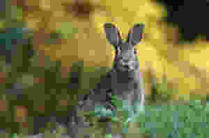 Cotton Tail