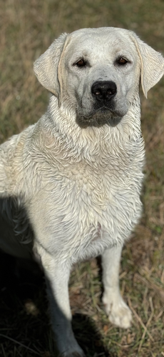 Gertie x Boris Lucky Ranch Labrador