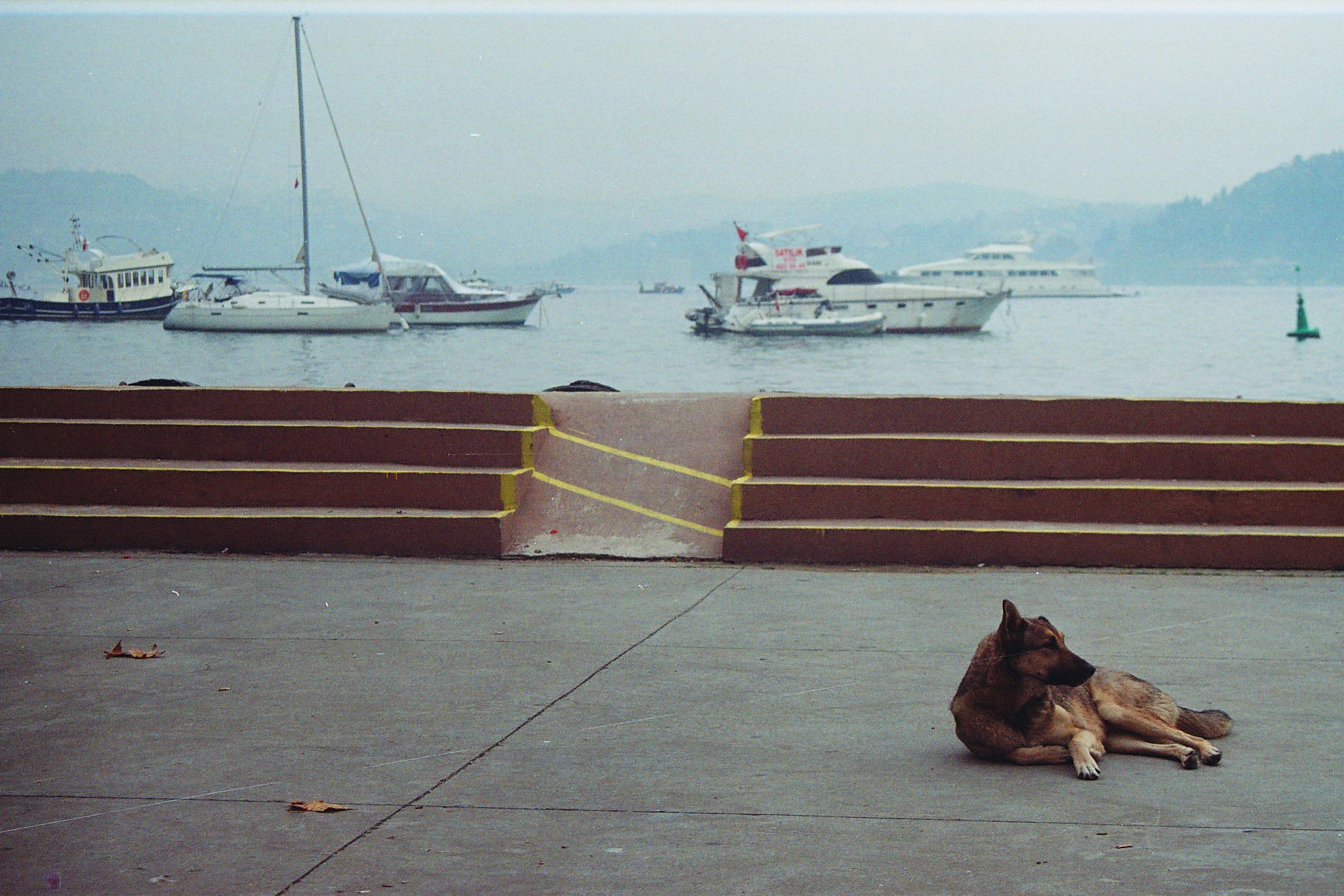 bebek dog