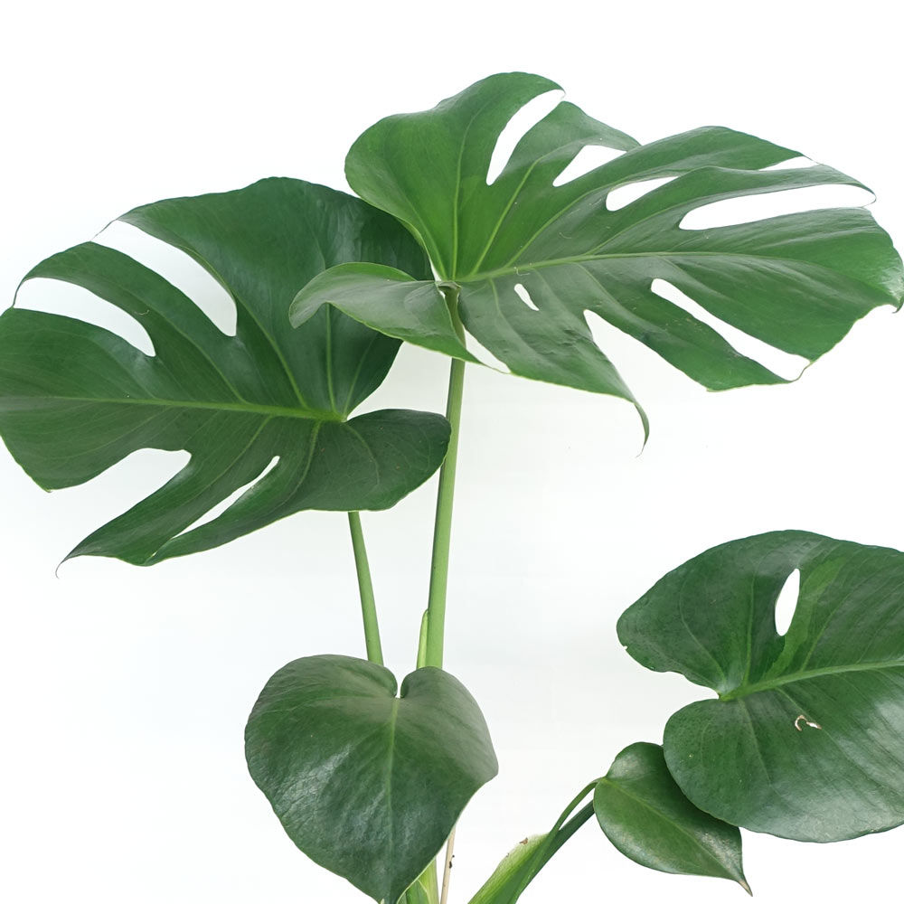 Monstera Deliciosa
