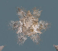 Pequeños placeres para la vista_edited.jpg