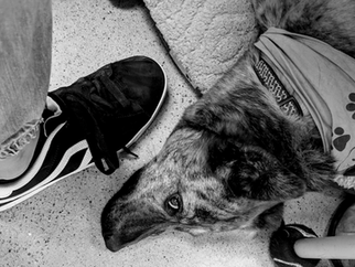 She Wasn't Supposed to Be Mine: Experiencing Pet Loss Grief