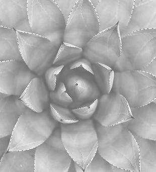 Succulent