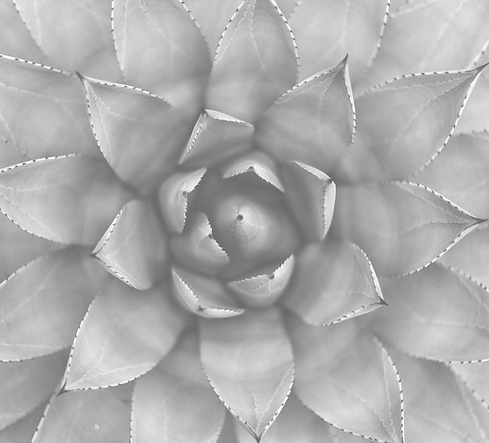 Succulent