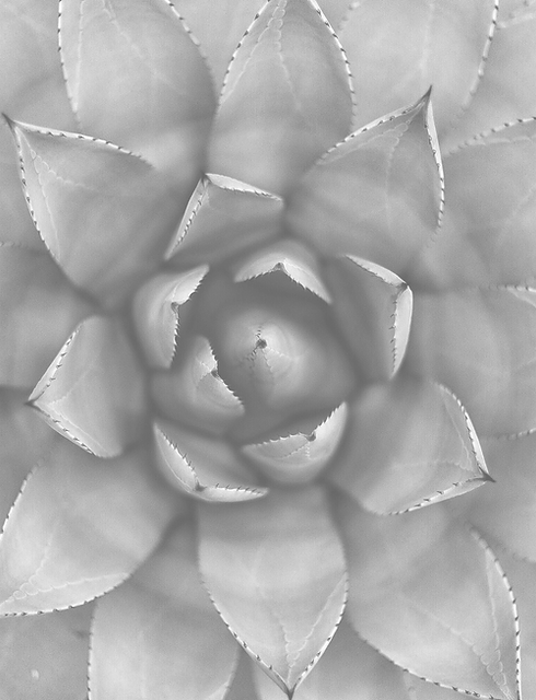 Succulent