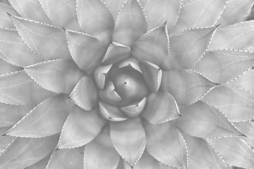 Close-Up Agave Center
