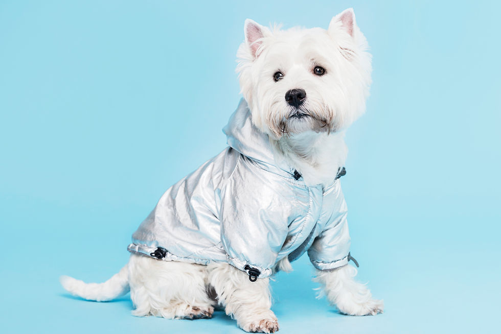 Adidas lança moda pet para o outono