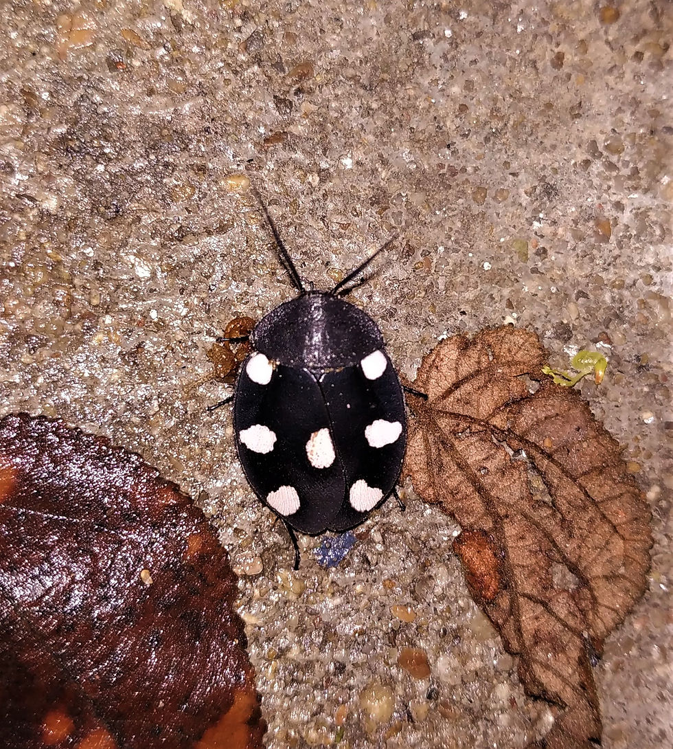 Indian Domino Cockroach (Therea petiveriana)