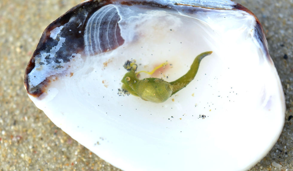 Oxynoe viridis