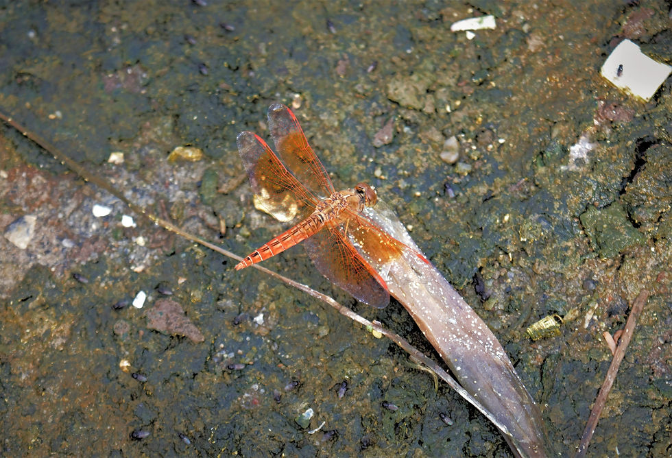 Ditch Jewel (Brachythemis contaminata)