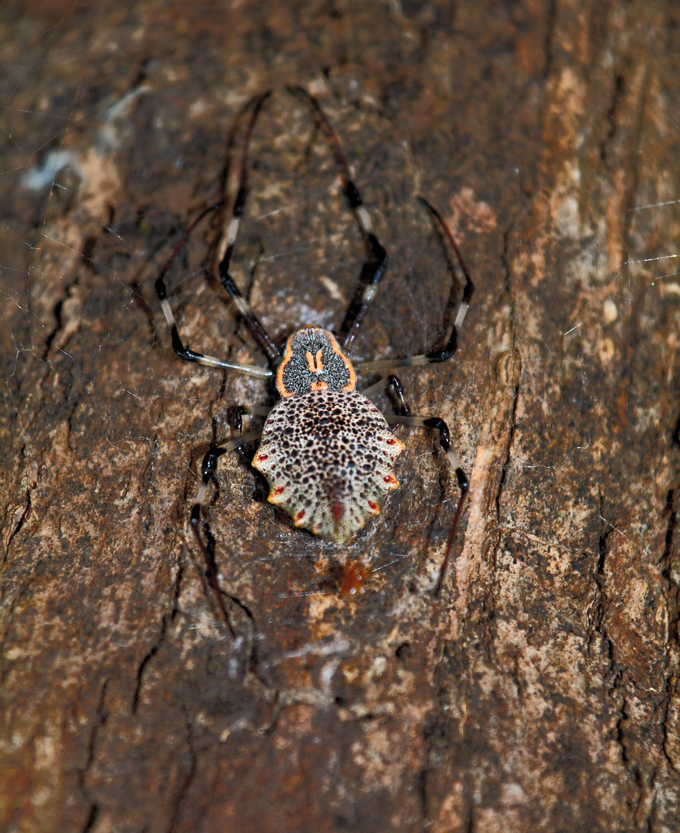 Ornamental Tree Trunk Spider (Herennia multipuncta)