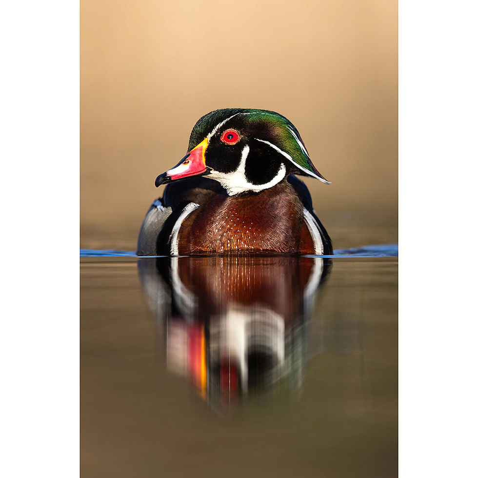 Un canard branchu et sa réflection sur un lac au coucher de soleil.