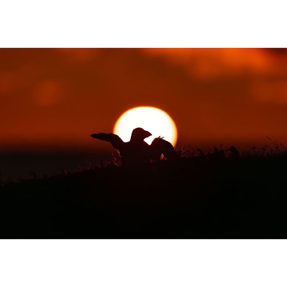 Un macareux moine regarde le lever du soleil en ouvrant ses ailes au bord d'une falaise. On ne voit que sa silhouette.