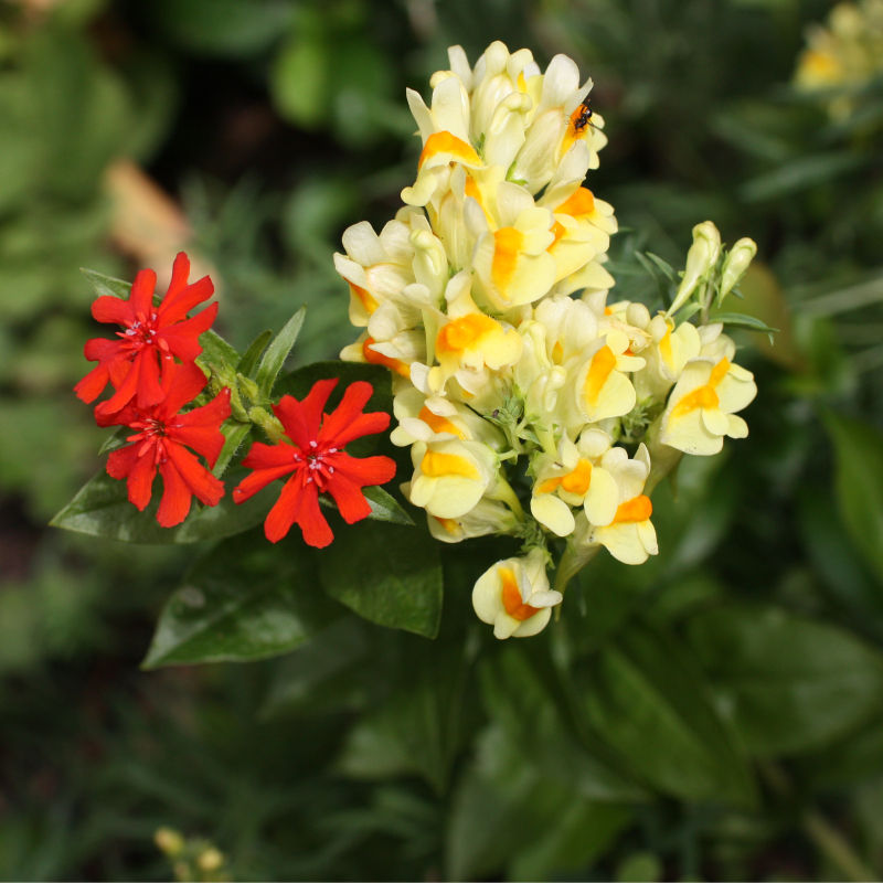 Thumbnail: Toadflax / Linaria vulgaris