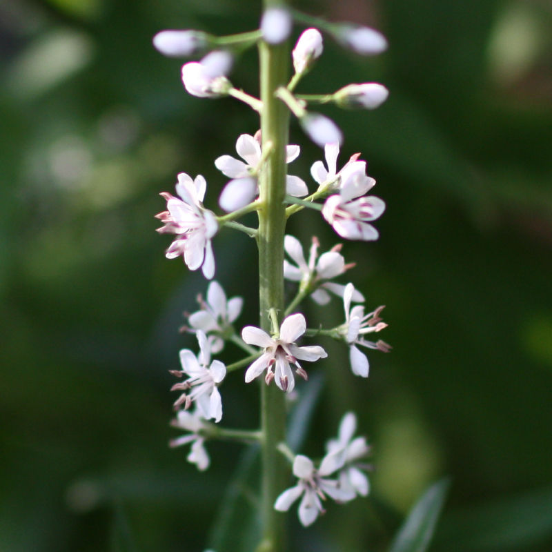 Thumbnail: Willow-Leaved Loosestrife / Lysimachia ephemerum