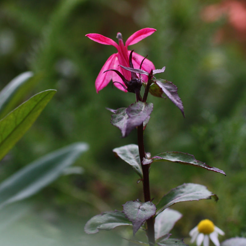 Thumbnail: Lobelia x speciosa 'Starship Deep Rose'