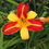 Thumbnail: Daylily / Hemerocallis 'Frans Hals'