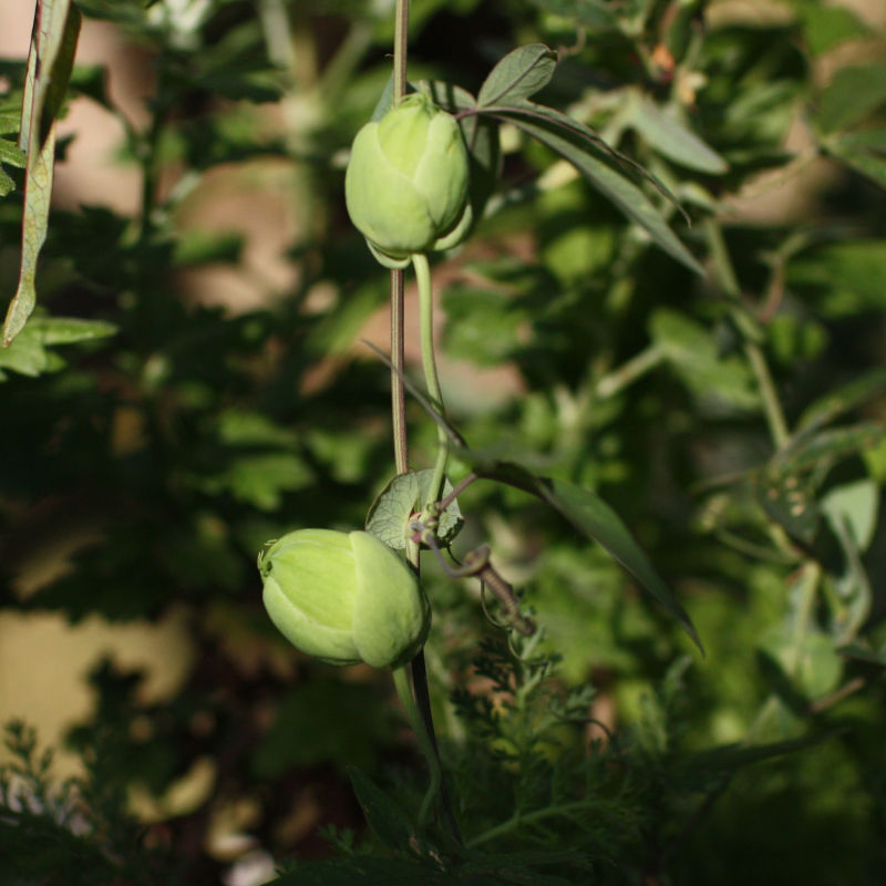 Thumbnail: Blue Passion Flower / Passiflora caerulea