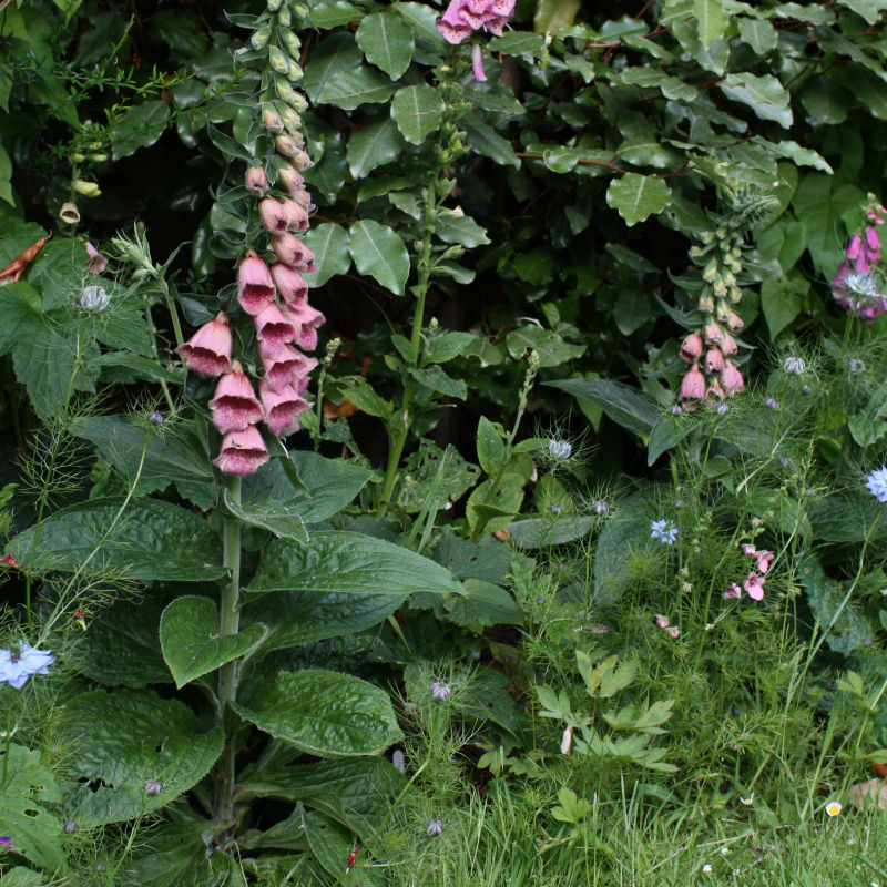 Thumbnail: Strawberry Foxglove / Digitalis x mertonensis