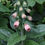 Thumbnail: Strawberry Foxglove / Digitalis x mertonensis