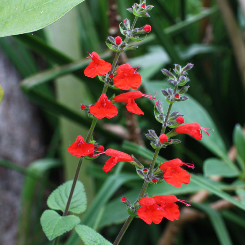 Thumbnail: Scarlet Sage / Salvia coccinea