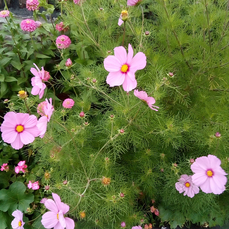 Thumbnail: Cosmos bipinnatus ‘Sensation Mixed’